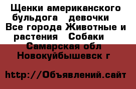 Щенки американского бульдога ( девочки) - Все города Животные и растения » Собаки   . Самарская обл.,Новокуйбышевск г.